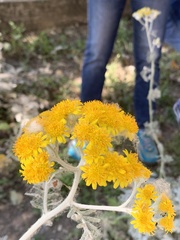 Constancea nevinii