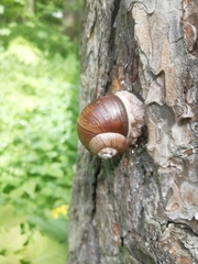 Helix pomatia