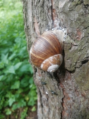 Helix pomatia