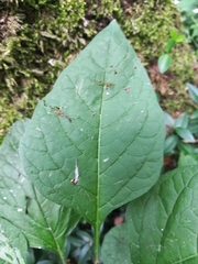 Alkekengi officinarum