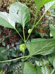 Alkekengi officinarum
