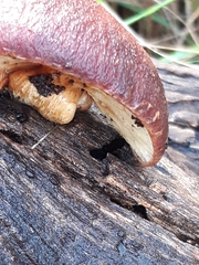 Gymnopilus purpuratus