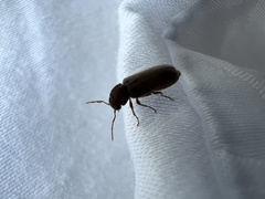 Ptilinus pectinicornis