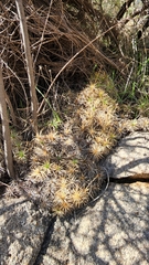 Borya sphaerocephala