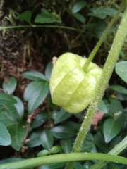 Alkekengi officinarum