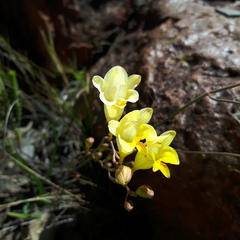 Freesia corymbosa