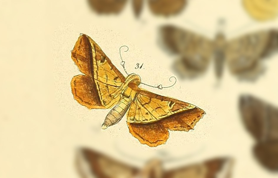 Salia mikani