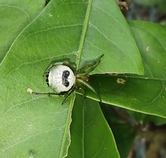 Bijoaraneus