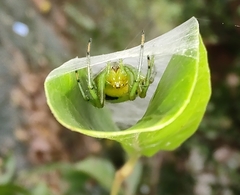 Bijoaraneus