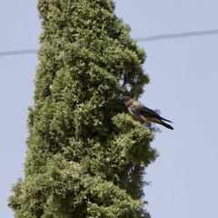 Corvus cornix