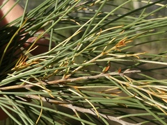 Hakea persiehana