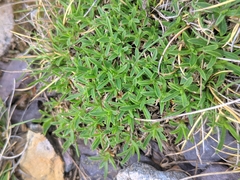Silene ciliata