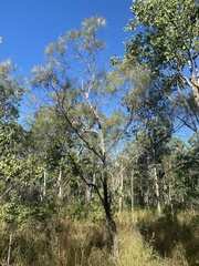 Hakea persiehana