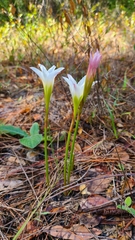 Zephyranthes simpsonii