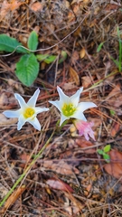 Zephyranthes simpsonii