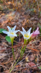 Zephyranthes simpsonii