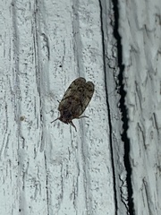 Cixius pini