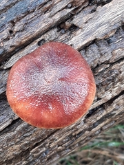 Gymnopilus purpuratus