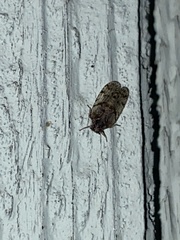 Cixius pini