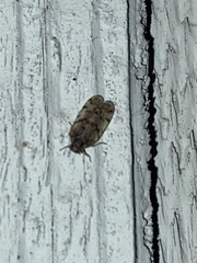 Cixius pini