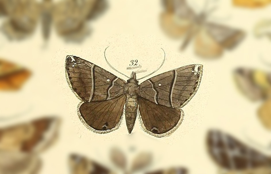 Hypena hemonalis
