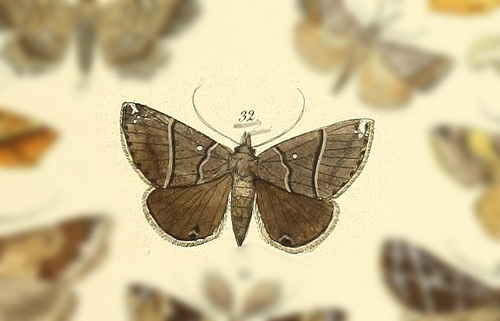 Hypena hemonalis