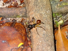 Dinomyrmex gigas borneensis