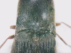 Elateridae