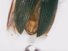 Elateridae