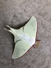 Actias aliena