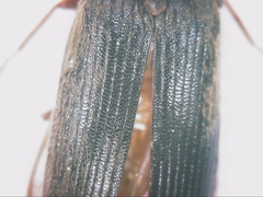 Elateridae