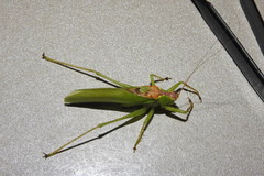 Hexacentrus unicolor