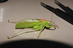 Hexacentrus unicolor