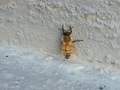Apis mellifera