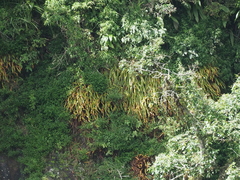 Oleandra neriiformis