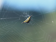 Gasteracantha transversa