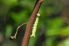 Antithemerastis acrobela