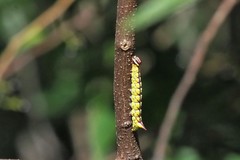 Antithemerastis acrobela