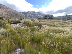 Askidiosperma nitidum