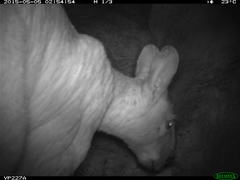 Osphranter robustus woodwardi
