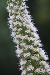 Echium simplex