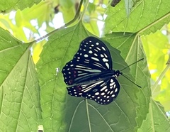 Hestina assimilis formosana