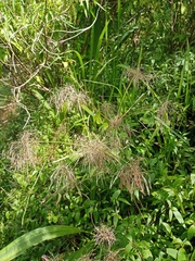 Cyperus distans