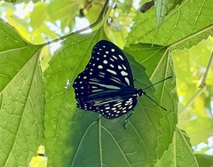 Hestina assimilis formosana