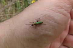 Chrysanthia viridissima