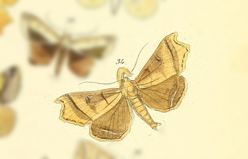 Rejectaria carapa