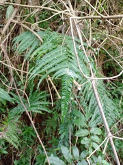 Pneumatopteris callosa