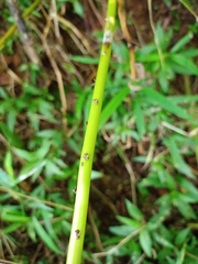 Pneumatopteris callosa