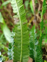 Pneumatopteris callosa