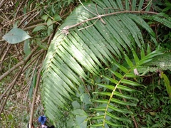 Pneumatopteris callosa